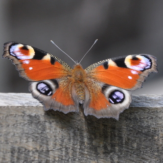 Dagpaafugleoeje%20%282%29